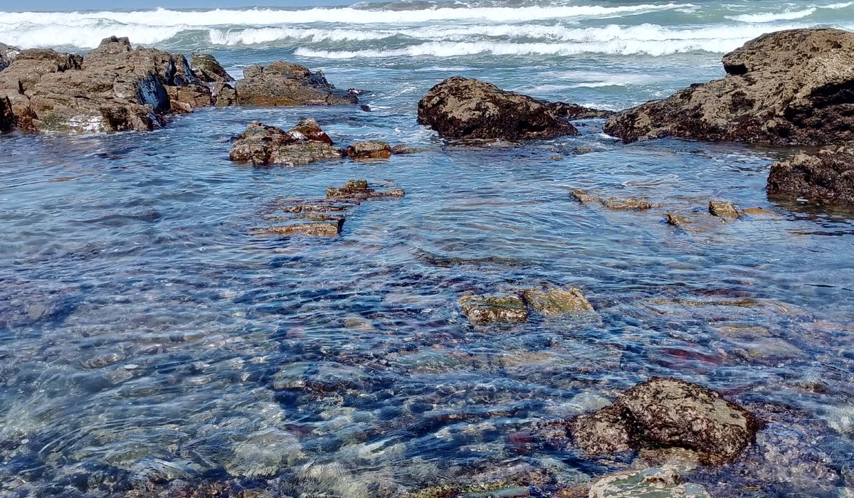 Cooking Simple Meals with Coastal Ingredients
